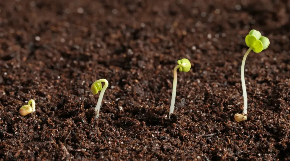 Création de jardins écologiques à Cogolin